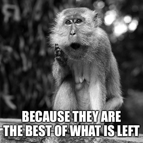 Wise Monkey | BECAUSE THEY ARE THE BEST OF WHAT IS LEFT | image tagged in wise monkey | made w/ Imgflip meme maker