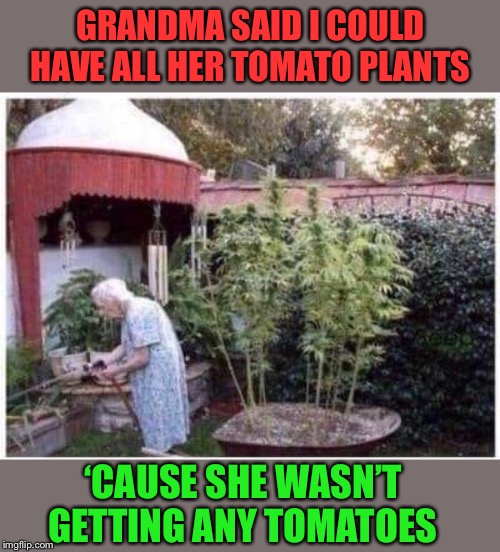 Materjuana | GRANDMA SAID I COULD HAVE ALL HER TOMATO PLANTS; ‘CAUSE SHE WASN’T GETTING ANY TOMATOES | image tagged in grandma,marijuana,tomato,plants,funny memes | made w/ Imgflip meme maker