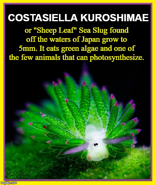 Cartoon Lamb of the Sea is Solar-Powered |  COSTASIELLA KUROSHIMAE; or "Sheep Leaf" Sea Slug found off the waters of Japan grow to 5mm. It eats green algae and one of the few animals that can photosynthesize. | image tagged in vince vance,sarclassans,costasiella kuroshimae,sap sucking sea slugs,nudibranch,photosynthesis | made w/ Imgflip meme maker