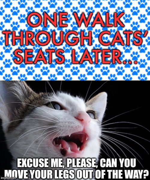 Grey and Ash #3: Potty Emergency (Part 4) | ONE WALK THROUGH CATS’ SEATS LATER... EXCUSE ME, PLEASE, CAN YOU MOVE YOUR LEGS OUT OF THE WAY? | image tagged in potty emergency,cats,grey,grey and ash | made w/ Imgflip meme maker