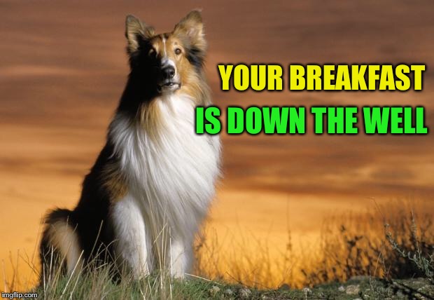 Lassie | YOUR BREAKFAST IS DOWN THE WELL | image tagged in lassie | made w/ Imgflip meme maker