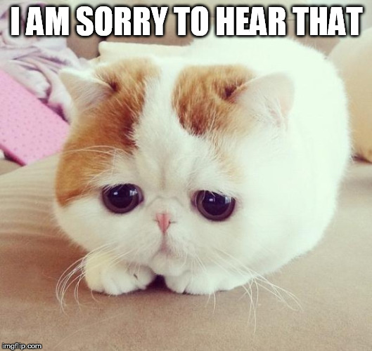 Sad Cat | I AM SORRY TO HEAR THAT | image tagged in sad cat | made w/ Imgflip meme maker