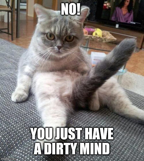 Sexy Cat | NO! YOU JUST HAVE A DIRTY MIND | image tagged in memes,sexy cat | made w/ Imgflip meme maker