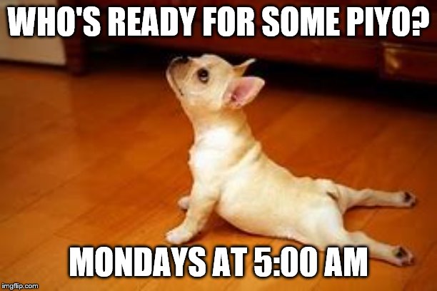 Dog doing Updog | WHO'S READY FOR SOME PIYO? MONDAYS AT 5:00 AM | image tagged in dog doing updog | made w/ Imgflip meme maker
