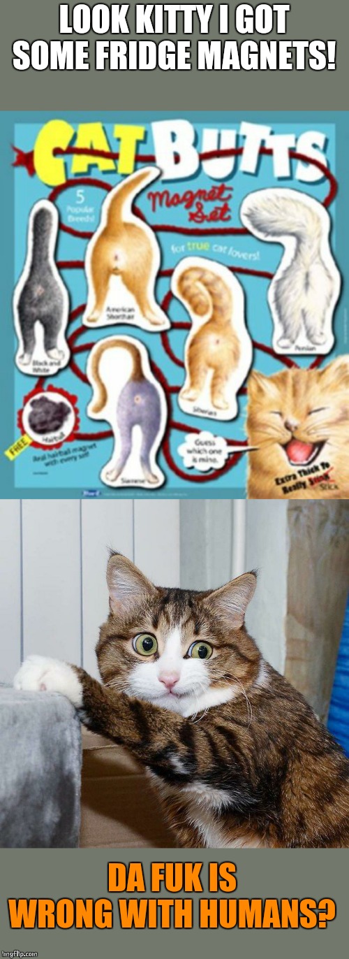 CAT MAGNETS | LOOK KITTY I GOT SOME FRIDGE MAGNETS! DA FUK IS WRONG WITH HUMANS? | image tagged in magnet,cats,cat | made w/ Imgflip meme maker