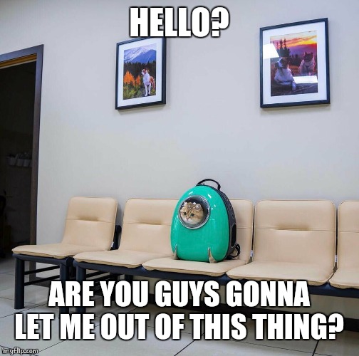 AT LEAST KITTY CAN SEE | HELLO? ARE YOU GUYS GONNA LET ME OUT OF THIS THING? | image tagged in cats,funny | made w/ Imgflip meme maker