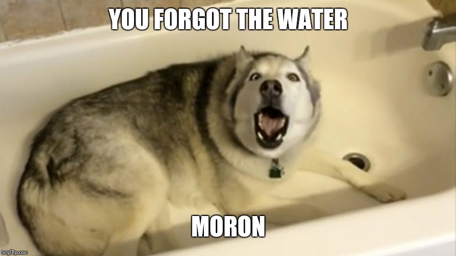 BATH TIME | YOU FORGOT THE WATER; MORON | image tagged in doge,dogs | made w/ Imgflip meme maker
