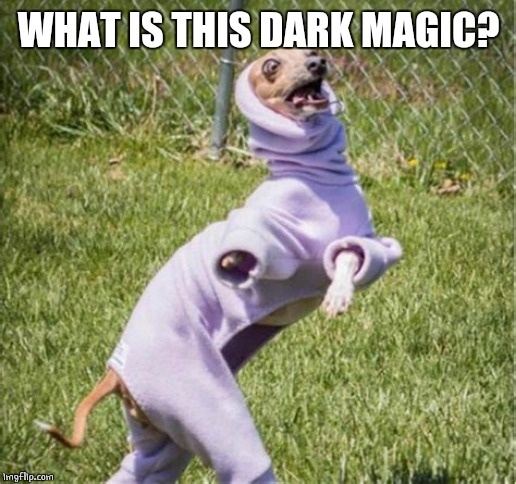 DOG OUTFIT | WHAT IS THIS DARK MAGIC? | image tagged in doge,dogs,funny dog | made w/ Imgflip meme maker