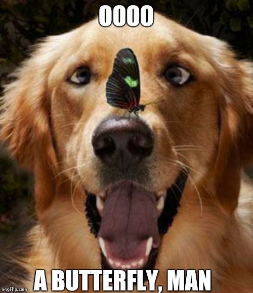 TRIPPY | OOOO; A BUTTERFLY, MAN | image tagged in doge,dogs,funny dog | made w/ Imgflip meme maker