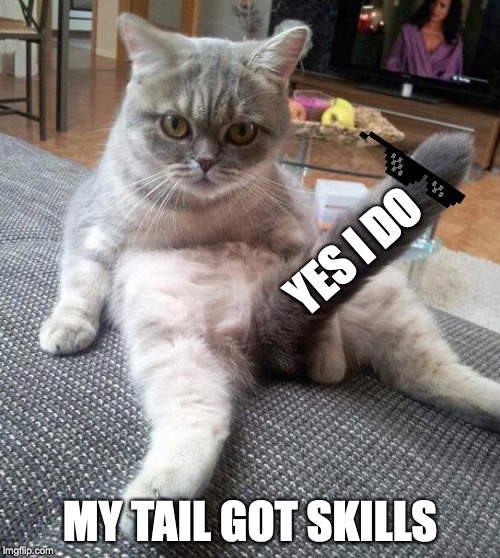 Sexy Cat Meme | YES I DO; MY TAIL GOT SKILLS | image tagged in memes,sexy cat | made w/ Imgflip meme maker