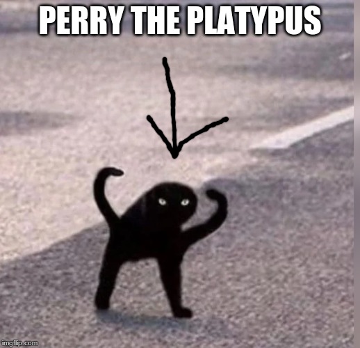 Cursed Cat |  PERRY THE PLATYPUS | image tagged in cursed cat | made w/ Imgflip meme maker