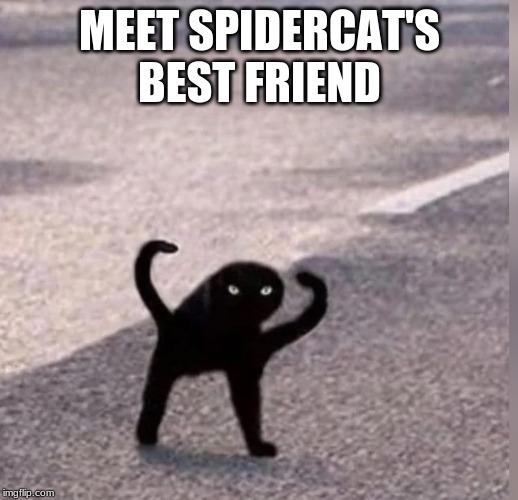 Cursed Cat | MEET SPIDERCAT'S BEST FRIEND | image tagged in cursed cat | made w/ Imgflip meme maker