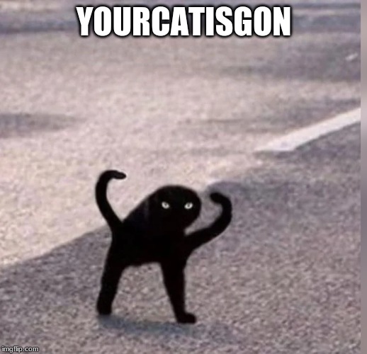 Cursed Cat | YOURCATISGON | image tagged in cursed cat | made w/ Imgflip meme maker