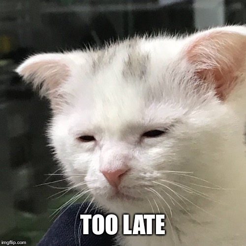 Depressed Cat | TOO LATE | image tagged in depressed cat | made w/ Imgflip meme maker