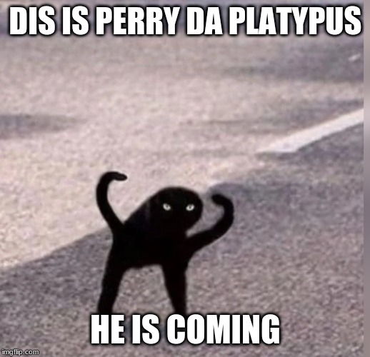 Cursed Cat | DIS IS PERRY DA PLATYPUS HE IS COMING | image tagged in cursed cat | made w/ Imgflip meme maker
