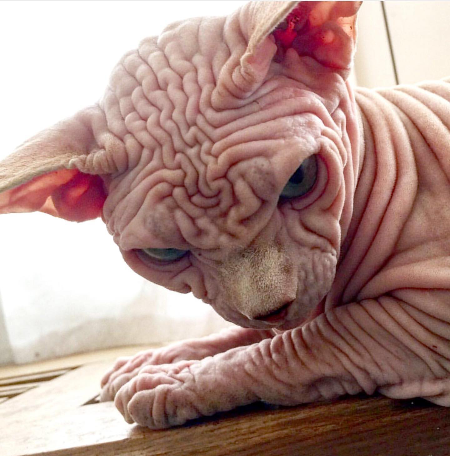 BEHEAD YOU Blank Meme Template