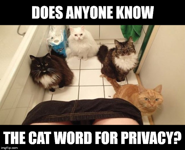 DOES ANYONE KNOW; THE CAT WORD FOR PRIVACY? | made w/ Imgflip meme maker