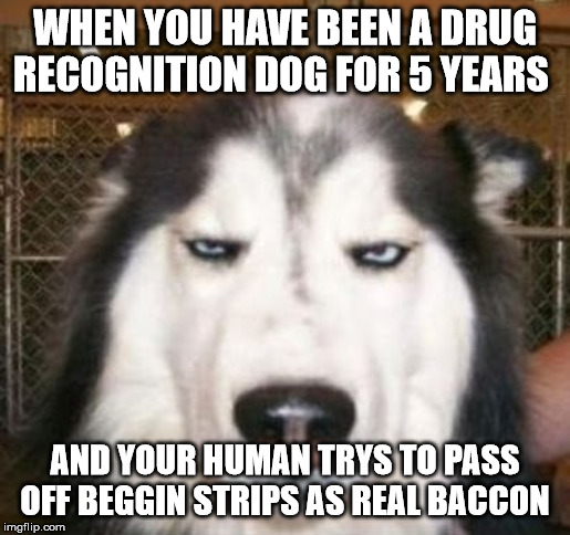 No kidding Dog | WHEN YOU HAVE BEEN A DRUG RECOGNITION DOG FOR 5 YEARS; AND YOUR HUMAN TRYS TO PASS OFF BEGGIN STRIPS AS REAL BACCON | image tagged in no kidding dog,ProtectAndServe | made w/ Imgflip meme maker