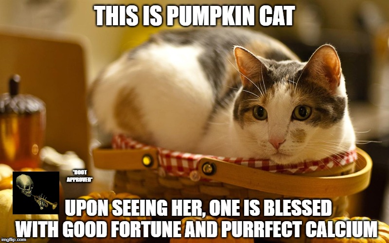 THIS IS PUMPKIN CAT; *DOOT APPROVED*; UPON SEEING HER, ONE IS BLESSED WITH GOOD FORTUNE AND PURRFECT CALCIUM | image tagged in pumpkin cat,fall,doot,doot approved | made w/ Imgflip meme maker