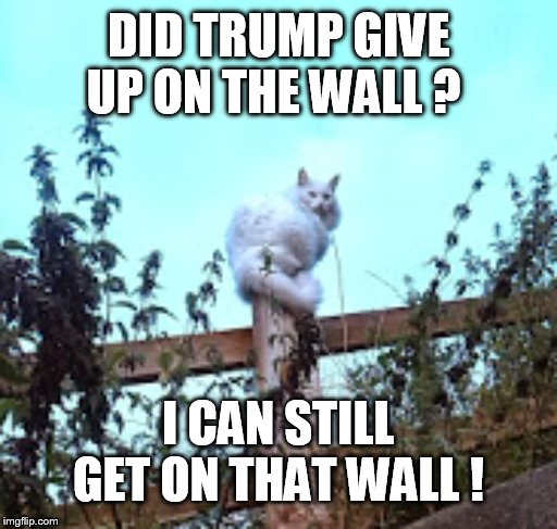 cat | DID TRUMP GIVE UP ON THE WALL ? I CAN STILL GET ON THAT WALL ! | image tagged in cat | made w/ Imgflip meme maker