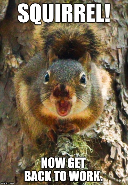 Angry Squirrel | SQUIRREL! NOW GET BACK TO WORK. | image tagged in squirrel,squirrel hunting | made w/ Imgflip meme maker