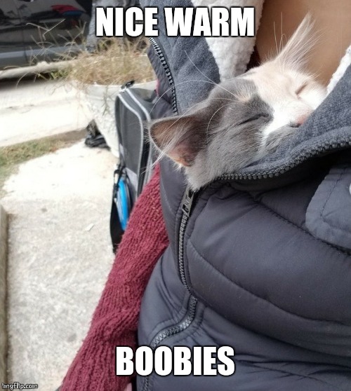WARM AND COZY | NICE WARM; BOOBIES | image tagged in cats | made w/ Imgflip meme maker