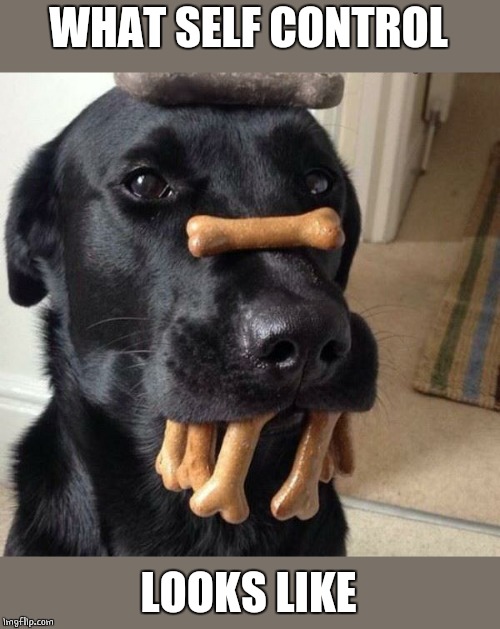 DAMN HUMANS | WHAT SELF CONTROL; LOOKS LIKE | image tagged in dogs,doge | made w/ Imgflip meme maker