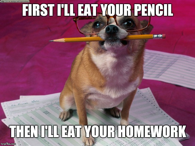 THEN THE GLASSES? | FIRST I'LL EAT YOUR PENCIL; THEN I'LL EAT YOUR HOMEWORK | image tagged in doge,dogs | made w/ Imgflip meme maker