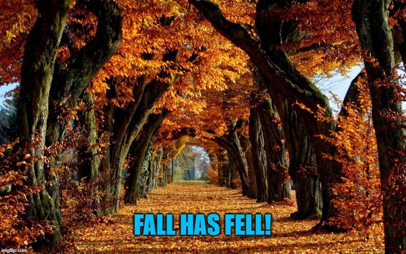 Autumn leaves | FALL HAS FELL! | image tagged in autumn leaves | made w/ Imgflip meme maker