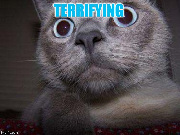 Freaky eye cat | TERRIFYING | image tagged in freaky eye cat | made w/ Imgflip meme maker