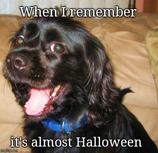 When I remember it's almost Halloween | When I remember; it's almost Halloween | image tagged in halloween is coming,happy,doggo | made w/ Imgflip meme maker
