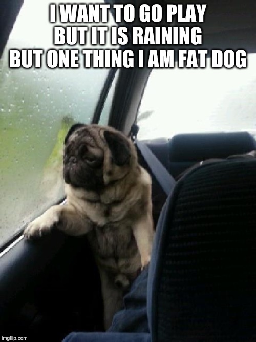 I am a Dog a Fat dog | I WANT TO GO PLAY BUT IT IS RAINING BUT ONE THING I AM FAT DOG | image tagged in introspective pug,fat,wantstoplay | made w/ Imgflip meme maker