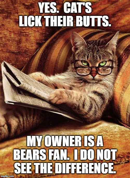 cat reading | YES.  CAT'S LICK THEIR BUTTS. MY OWNER IS A BEARS FAN.  I DO NOT SEE THE DIFFERENCE. | image tagged in cat reading | made w/ Imgflip meme maker