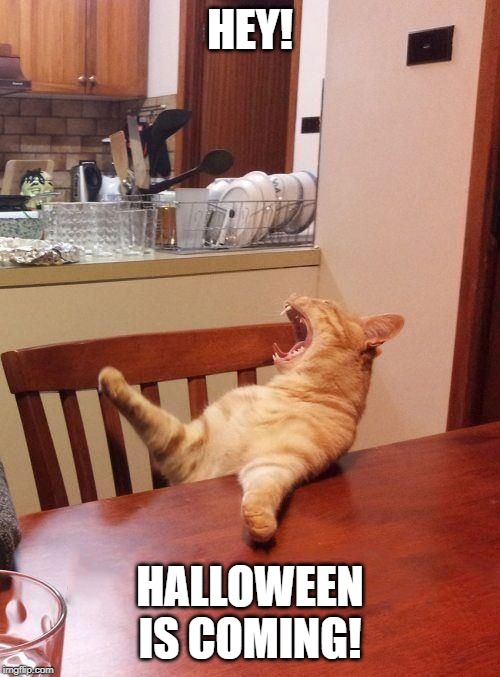Ma the meatloaf cat | HEY! HALLOWEEN IS COMING! | image tagged in ma the meatloaf cat | made w/ Imgflip meme maker