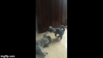 Ninja cat | U CAN'T SEE ME | image tagged in gifs,you cant see me,cats,ninja | made w/ Imgflip video-to-gif maker