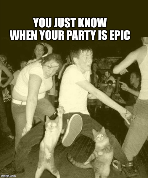 Epic party night |  YOU JUST KNOW WHEN YOUR PARTY IS EPIC | image tagged in cats | made w/ Imgflip meme maker