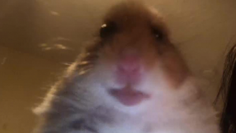 Staring Hamster Blank Meme Template