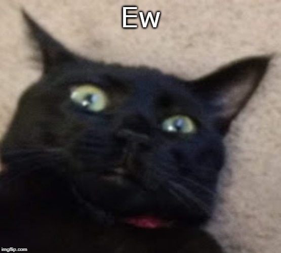 That is making me happyn't | Ew | image tagged in disgusted cat,this is my cat,ew | made w/ Imgflip meme maker