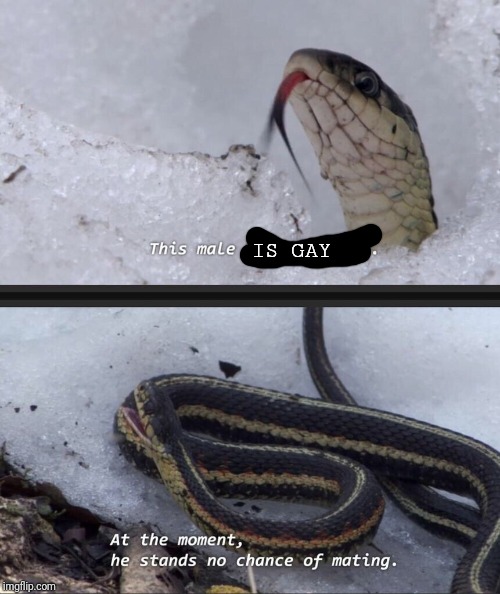 this male has overslept | IS GAY | image tagged in this male has overslept | made w/ Imgflip meme maker
