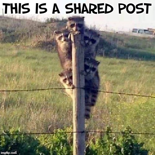 Can anyone explain this? |  THIS IS A SHARED POST | image tagged in vince vance,raccoons,shared post,animal memes,posting,posts | made w/ Imgflip meme maker
