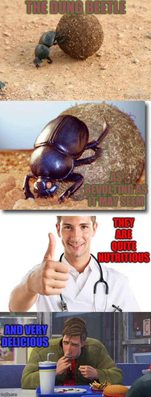 THE DUNG BEETLE; AS REVOLTING AS IT MAY SEEM; THEY ARE QUITE NUTRITIOUS; AND VERY DELICIOUS | image tagged in hard working dung beetle,dung beetle,keeping you healthy,spiderverse finger lick | made w/ Imgflip meme maker
