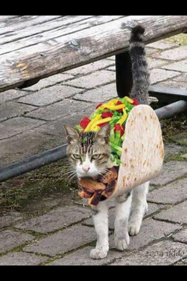 TACO KITTY Blank Meme Template