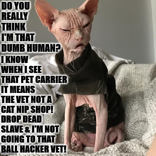 NOT BUYING IT | DO YOU REALLY THINK I'M THAT DUMB HUMAN? I KNOW WHEN I SEE THAT PET CARRIER IT MEANS THE VET NOT A CAT NIP SHOP! DROP DEAD SLAVE & I'M NOT GOING TO THAT BALL HACKER VET! | image tagged in not buying it | made w/ Imgflip meme maker