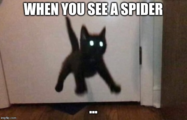 spider | WHEN YOU SEE A SPIDER; ... | image tagged in spider | made w/ Imgflip meme maker