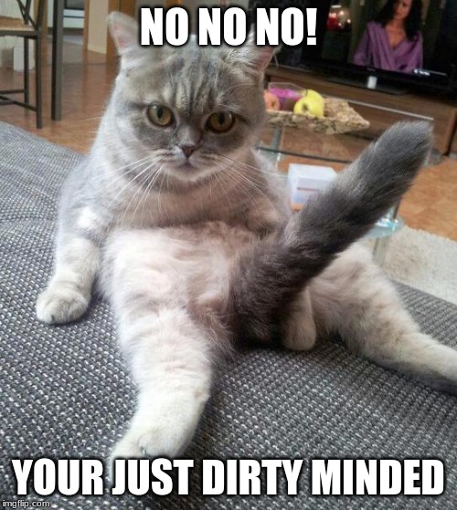 Sexy Cat |  NO NO NO! YOUR JUST DIRTY MINDED | image tagged in memes,sexy cat | made w/ Imgflip meme maker