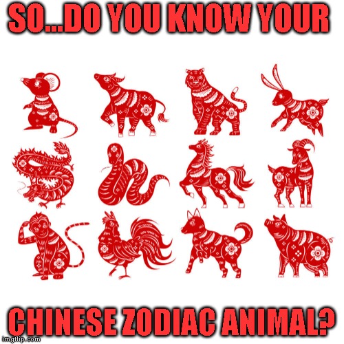 I looked mine up due to my heading to China later this year | SO...DO YOU KNOW YOUR; CHINESE ZODIAC ANIMAL? | image tagged in just asking | made w/ Imgflip meme maker
