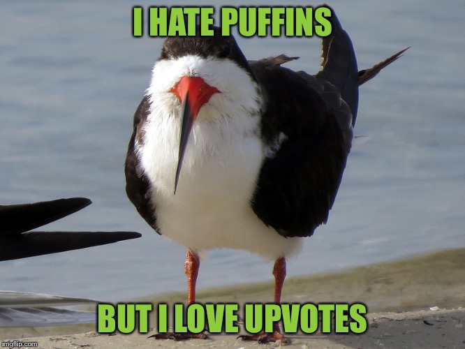 Even Less Popular Opinion Bird | I HATE PUFFINS; BUT I LOVE UPVOTES | image tagged in even less popular opinion bird | made w/ Imgflip meme maker