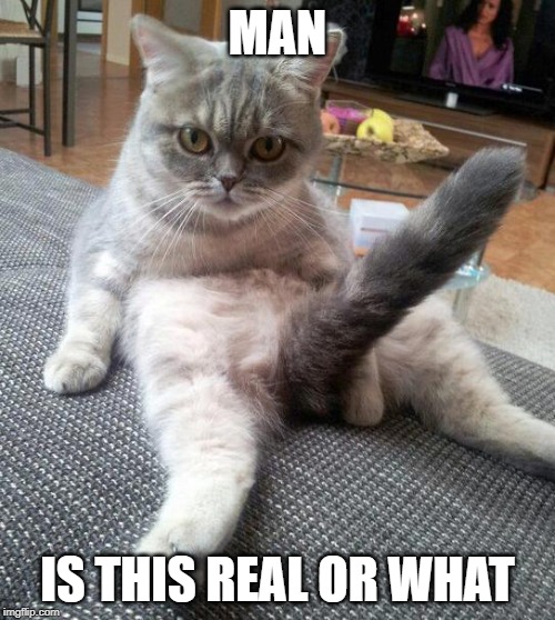 Sexy Cat Meme | MAN; IS THIS REAL OR WHAT | image tagged in memes,sexy cat | made w/ Imgflip meme maker