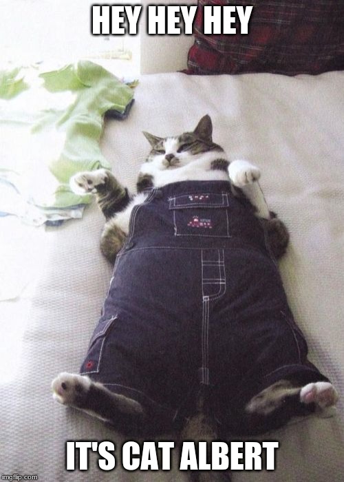 My boi Cat Albert | HEY HEY HEY; IT'S CAT ALBERT | image tagged in cat albert,memes,funny,fat cat,cats,random | made w/ Imgflip meme maker
