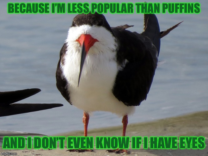 Even Less Popular Opinion Bird | BECAUSE I’M LESS POPULAR THAN PUFFINS AND I DON’T EVEN KNOW IF I HAVE EYES | image tagged in even less popular opinion bird | made w/ Imgflip meme maker